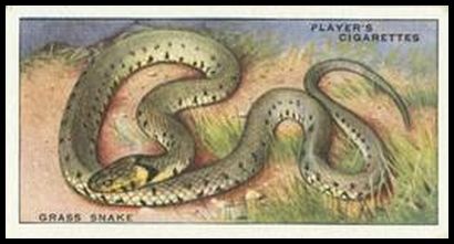 39PAC 41 Grass Snake.jpg